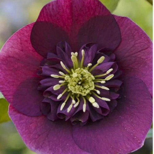 Hellebore anemone red plug - anemone,