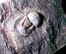 Rare essentially complete Degamella nuda pos/neg. pair ; Llanvirn Series, UK