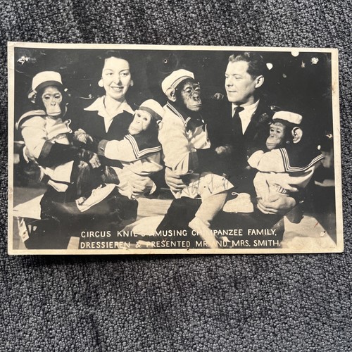 Circus knie chimpanzee - knie, family
