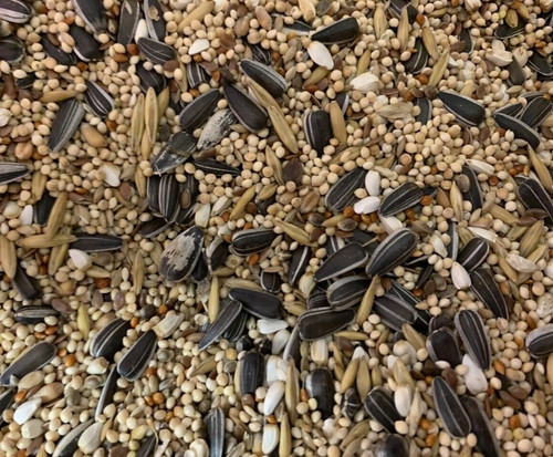 Cockatiel seed mix lovebirds - cockatiel,