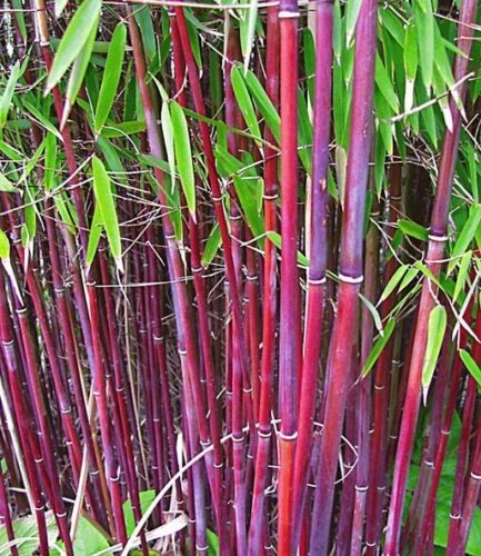 100 purplish red giant bamboo - giant,