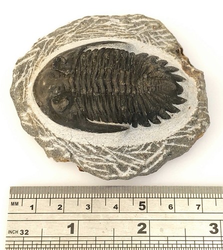 Hollardops trilobite fossil - hollardops,