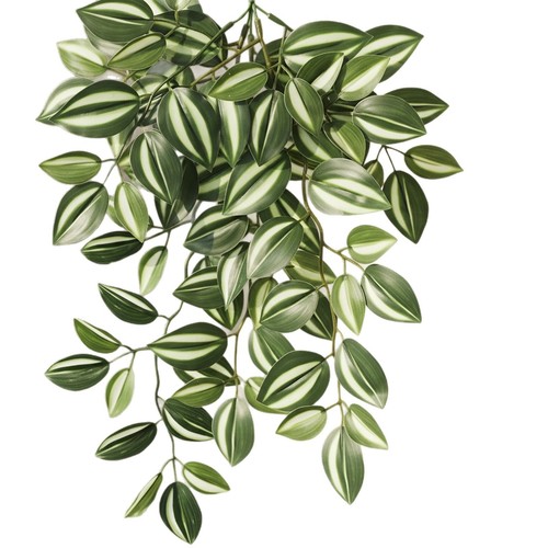 Realistic peperomia hanging - realistic,