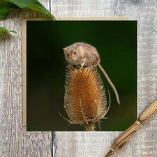 Harvest mouse greeting card -