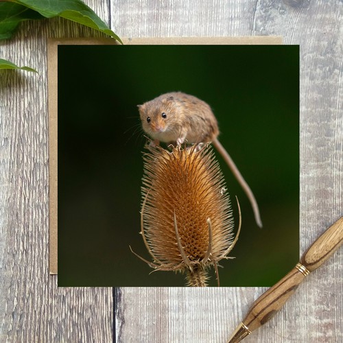 Harvest mouse greeting card - ,