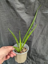 Sansevieria kirkii