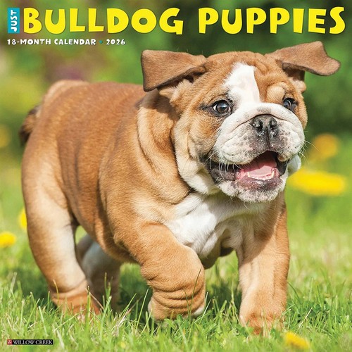 Bulldog puppies calendar 2026 - puppies,