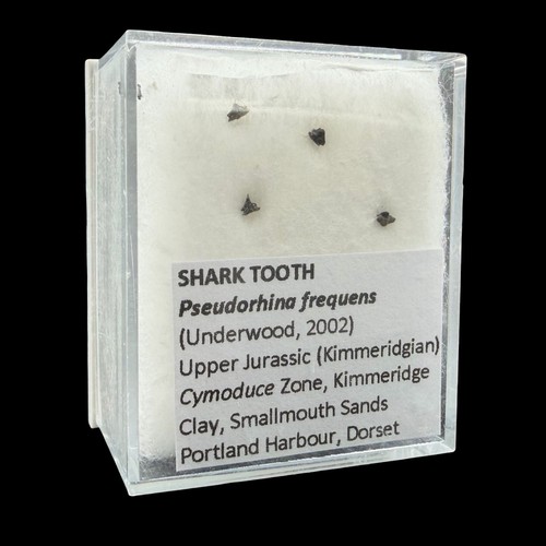 Rare pseudorhina frequens - rare,