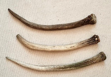 3 x Exmoor Red Deer Pricket Antlers - Make Walking Stick Topper Or Dog Chew 370g
