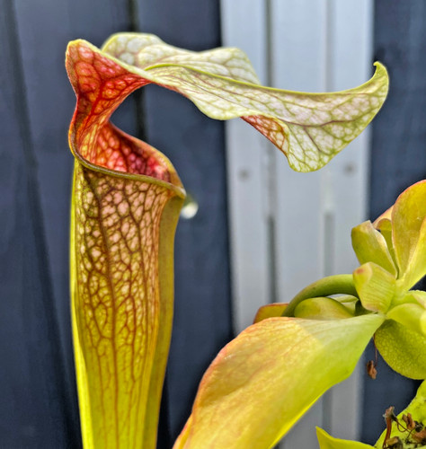 Sarracenia areolata llama - sarracenia,