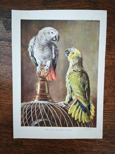 Antique 1920s pet parrot and - antique,