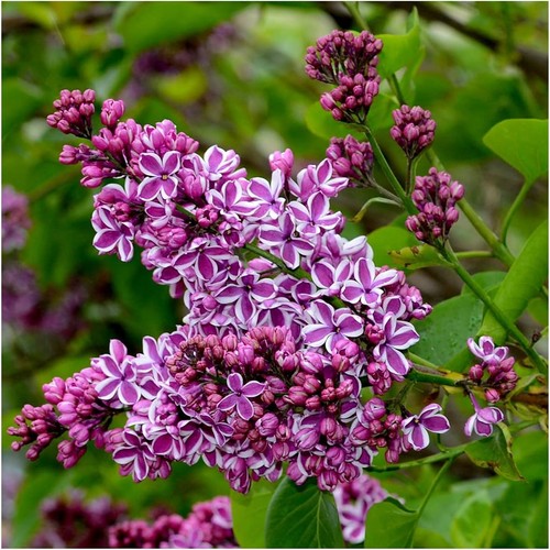 Sensation syringa vulgaris - vulgaris,