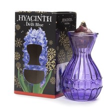 Hyacinth Bulb in Blue Vase (1 bulb) - Gift Box by Jamieson Brothers