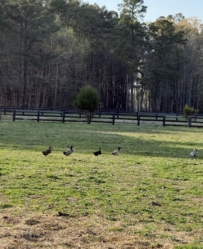 Bym duck hatching - bym,