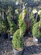 Ilex Topiary Spiral 120cm