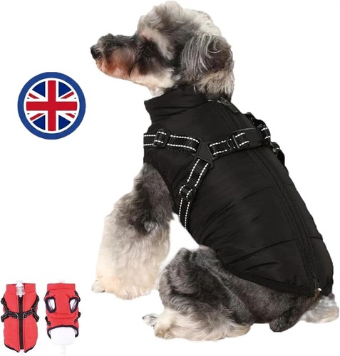 Furry king dog winter - king,