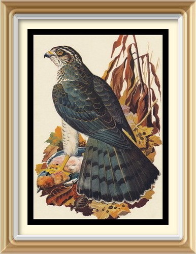 Old vintage lithograph - 70+,