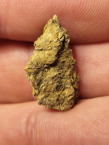 Rex caudal vertebra - caudal, (tail)