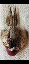Vintage Victorian/Edwardian Pheasant Taxidermy Wall Hanging