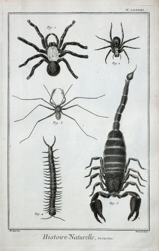 Skorpion scorpion web spinne - skorpion,