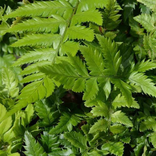 Polystichum rigens prickly - rigens,