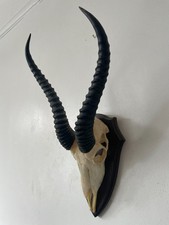 Beautiful African Springbok