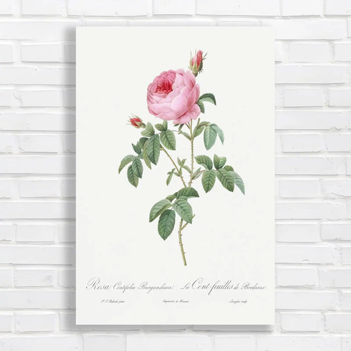 Vintage rose botanical canvas - vintage,