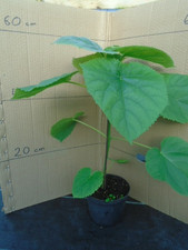Paulownia tomentosa (foxglove tree) in 1.5 ltr pot