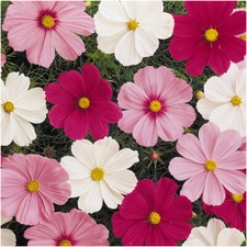 Cosmos Sonata Mixed  Mini