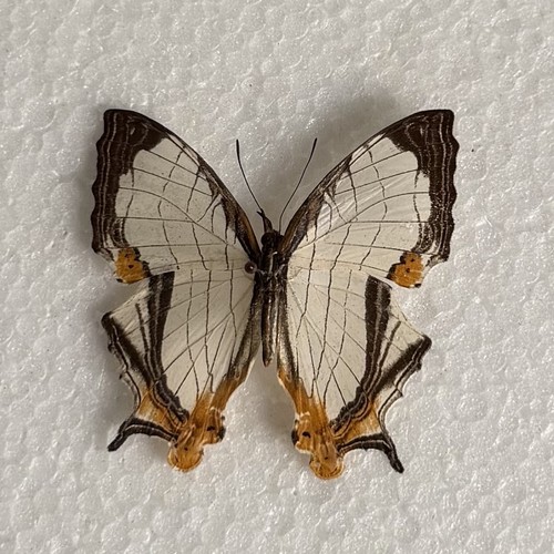 Entomology cyrestis thyodamas - entomology,