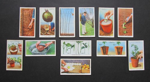 Wills vintage 1938 - 12,