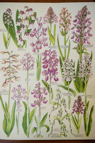 Set vintage botanical - set,
