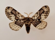 European Owl Moth, Real moth
