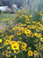 Helenium ‘Riverton beauty’