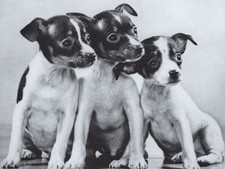 Toy Fox Terrier Puppies -