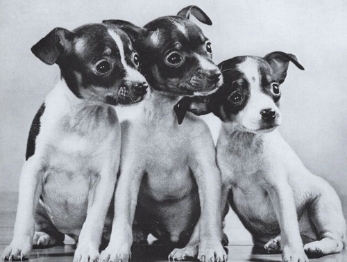 Toy fox terrier puppies - toy,
