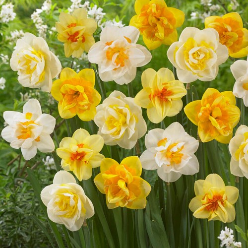 Daffodil bulbs double mix - daffodil,