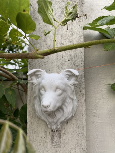 Dog collie head - dog, 3d