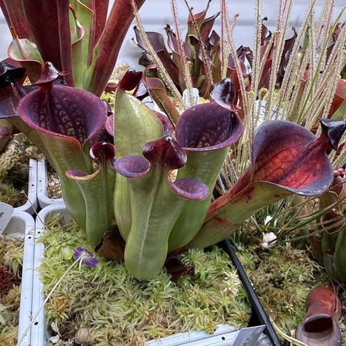 Heliamphora macdonaldae - heliamphora,