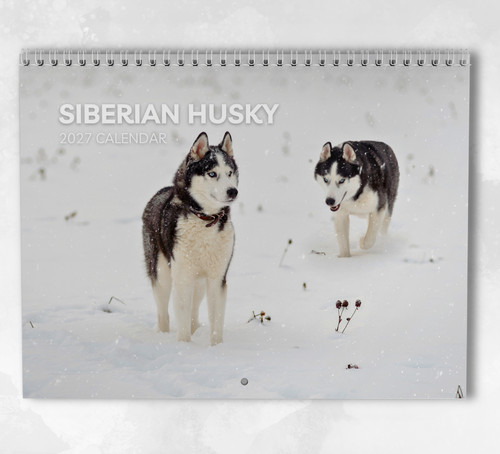 Siberian husky calendar 2027 - siberian,