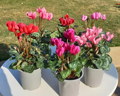 English grown cyclamen - 🌸,