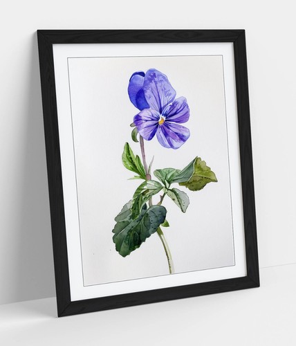 Simple watercolour violet - of, a