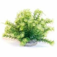 Rosewood Sydeco Natural Coloured Aquarium Plants - NQP