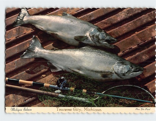 Postcard freshly caught - freshly,