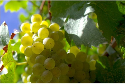 Cotton candy grape seeds - candy,
