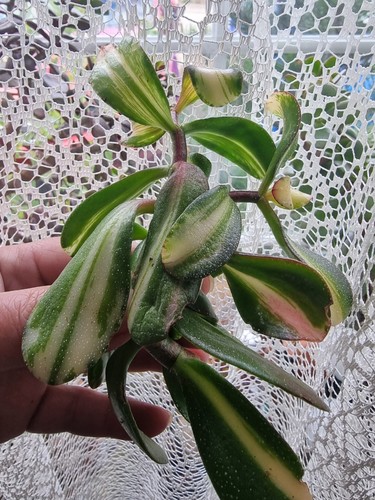 Crassula ovata return - "return, of