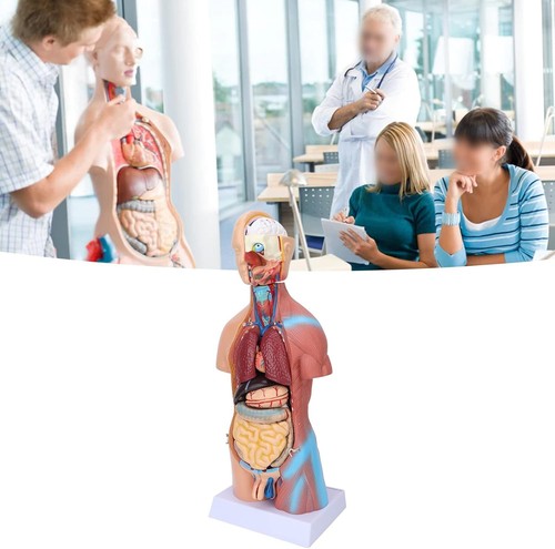 Jonlaki human torso model - torso,