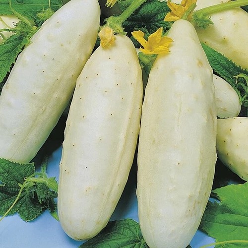 Cucumber white wonder bianco - white,