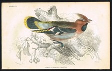 Bohemian Waxwing Bird 1840