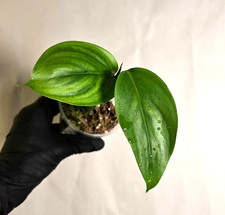 Scindapsus hederaceus Very